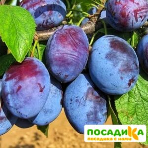 Слива Чачакская ранняя купить по цене от 229.00р. в интернет-магазине «Посадика» с доставкой почтой в в Повориное и по всей России – [изображение №1].