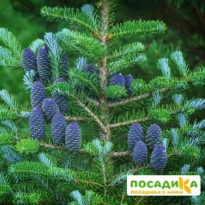 Пихта корейская (Abies koreana) купить по цене от 450.00р. в интернет-магазине «Посадика» с доставкой почтой в в Повориное и по всей России – [изображение №1].