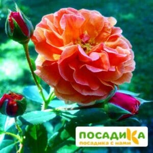 Роза Арабия купить по цене от 350.00р. в интернет-магазине «Посадика» с доставкой почтой в в Повориное и по всей России – [изображение №1].