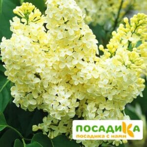 Сирень Примроуз (Primrose) купить по цене от 529.00р. в интернет-магазине «Посадика» с доставкой почтой в в Повориное и по всей России – [изображение №1].