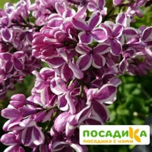 Сирень Сенсация купить по цене от 529.00р. в интернет-магазине «Посадика» с доставкой почтой в в Повориное и по всей России – [изображение №1].