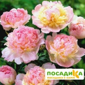 Пион Распберри Сандей (Paeonia Raspberry Sundae) купить по цене от 959р. в интернет-магазине «Посадика» с доставкой почтой в в Повориное и по всей России – [изображение №1].