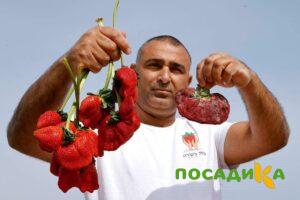 Клубника Гигант Джорнея купить по цене от 266р. в интернет-магазине «Посадика» с доставкой почтой в в Повориное и по всей России – [изображение №1].