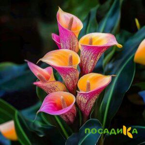 Калла Оникс купить по цене от 450р. в интернет-магазине «Посадика» с доставкой почтой в в Повориное и по всей России – [изображение №1].