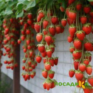 Клубника вьющаяся Комплимент купить по цене от 470р. в интернет-магазине «Посадика» с доставкой почтой в в Повориное и по всей России – [изображение №1].