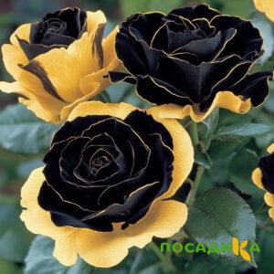Роза Ханни Сикл купить по цене от 700р. в интернет-магазине «Посадика» с доставкой почтой в в Повориное и по всей России – [изображение №1].