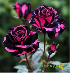 Роза Багровый Шепот купить по цене от 366р. в интернет-магазине «Посадика» с доставкой почтой в в Повориное и по всей России – [изображение №1].