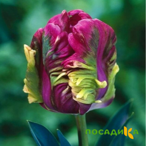 Тюльпан Экзотик Хэвен купить по цене от 186р. в интернет-магазине «Посадика» с доставкой почтой в в Повориное и по всей России – [изображение №1].