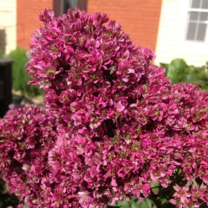 Флокс Филингс купить по цене от 329р. в интернет-магазине «Посадика» с доставкой почтой в в Повориное и по всей России – [изображение №1].