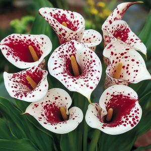 Калла Эмпайр купить по цене от 302р. в интернет-магазине «Посадика» с доставкой почтой в в Повориное и по всей России – [изображение №1].