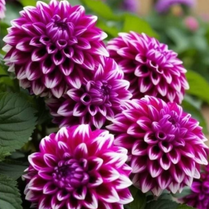 Георгин Кристал Корт купить по цене от 602р. в интернет-магазине «Посадика» с доставкой почтой в в Повориное и по всей России – [изображение №1].