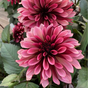 Георгин Перли Сансет купить по цене от 309р. в интернет-магазине «Посадика» с доставкой почтой в в Повориное и по всей России – [изображение №1].