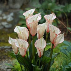 Калла Глейшер купить по цене от 299р. в интернет-магазине «Посадика» с доставкой почтой в в Повориное и по всей России – [изображение №1].