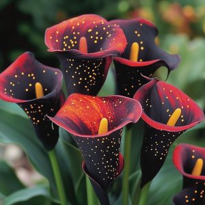 Калла Нуар купить по цене от 299р. в интернет-магазине «Посадика» с доставкой почтой в в Повориное и по всей России – [изображение №1].