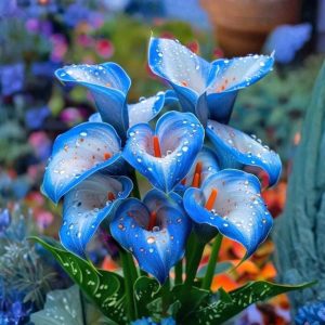 Калла Портрейт купить по цене от 292р. в интернет-магазине «Посадика» с доставкой почтой в в Повориное и по всей России – [изображение №1].