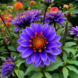 Георгин Лазурит купить по цене от 799р. в интернет-магазине «Посадика» с доставкой почтой в в Повориное и по всей России – [изображение №1].