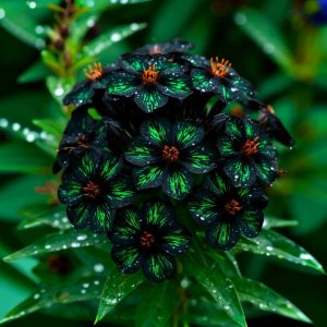 Флокс Ривьера купить по цене от 299р. в интернет-магазине «Посадика» с доставкой почтой в в Повориное и по всей России – [изображение №1].