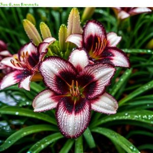 Лилейник Крим Сикл купить по цене от 799р. в интернет-магазине «Посадика» с доставкой почтой в в Повориное и по всей России – [изображение №1].