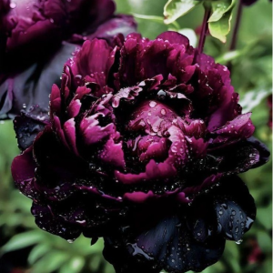 Пион Темный Сад купить по цене от 421р. в интернет-магазине «Посадика» с доставкой почтой в в Повориное и по всей России – [изображение №1].