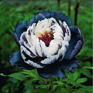 Пион Древовидный Инь-Янь купить по цене от 419р. в интернет-магазине «Посадика» с доставкой почтой в в Повориное и по всей России – [изображение №1].