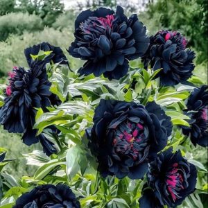 Пион древовидный Сердце Афродиты купить по цене от 600р. в интернет-магазине «Посадика» с доставкой почтой в в Повориное и по всей России – [изображение №1].