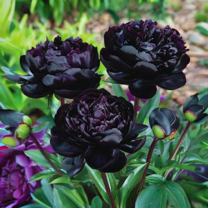 Пион Королевский Бархат купить по цене от 419р. в интернет-магазине «Посадика» с доставкой почтой в в Повориное и по всей России – [изображение №1].