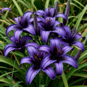 Лилейник Блю Айрис купить по цене от 324р. в интернет-магазине «Посадика» с доставкой почтой в в Повориное и по всей России – [изображение №1].