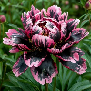 Пион Дроп Руби купить по цене от 469р. в интернет-магазине «Посадика» с доставкой почтой в в Повориное и по всей России – [изображение №1].