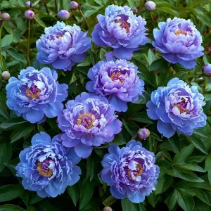 Пион Голубой лотос купить по цене от 590р. в интернет-магазине «Посадика» с доставкой почтой в в Повориное и по всей России – [изображение №1].