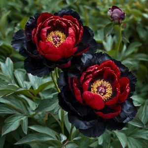 Пион Эбеновый Рубин купить по цене от 419р. в интернет-магазине «Посадика» с доставкой почтой в в Повориное и по всей России – [изображение №1].