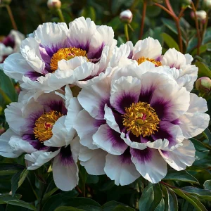 Пион Эко Саммер купить по цене от 548р. в интернет-магазине «Посадика» с доставкой почтой в в Повориное и по всей России – [изображение №1].