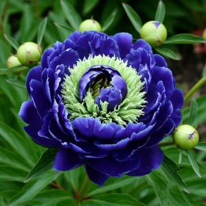 Пион Дримвивер купить по цене от 417р. в интернет-магазине «Посадика» с доставкой почтой в в Повориное и по всей России – [изображение №1].