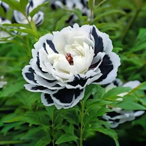 Пион Монохромный Шик купить по цене от 429р. в интернет-магазине «Посадика» с доставкой почтой в в Повориное и по всей России – [изображение №1].