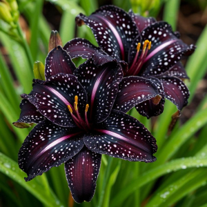 Лилейник Лили Лайт купить по цене от 699р. в интернет-магазине «Посадика» с доставкой почтой в в Повориное и по всей России – [изображение №1].