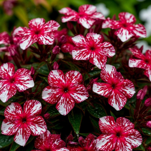 Флокс Ливер Гриммер купить по цене от 590р. в интернет-магазине «Посадика» с доставкой почтой в в Повориное и по всей России – [изображение №1].