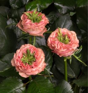 Роза Амбер Инчант купить по цене от 495р. в интернет-магазине «Посадика» с доставкой почтой в в Повориное и по всей России – [изображение №1].