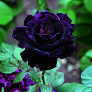 Роза Блэк Пантер купить по цене от 319р. в интернет-магазине «Посадика» с доставкой почтой в в Повориное и по всей России – [изображение №1].