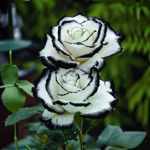 Роза Силк Ивин купить по цене от 319р. в интернет-магазине «Посадика» с доставкой почтой в в Повориное и по всей России – [изображение №1].