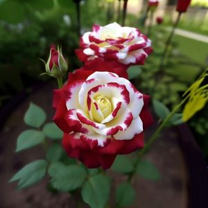 Роза Роял Глом купить по цене от 401р. в интернет-магазине «Посадика» с доставкой почтой в в Повориное и по всей России – [изображение №1].