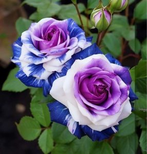 Роза Айвори Каскад купить по цене от 420р. в интернет-магазине «Посадика» с доставкой почтой в в Повориное и по всей России – [изображение №1].