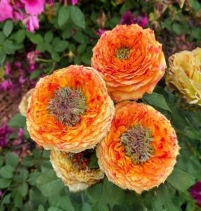 Роза Золотой Мираж купить по цене от 420р. в интернет-магазине «Посадика» с доставкой почтой в в Повориное и по всей России – [изображение №1].