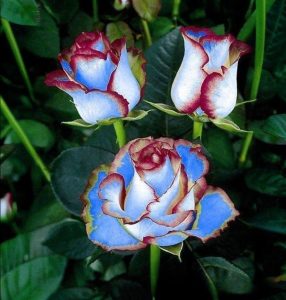 Роза Сафайер Пэтл купить по цене от 450р. в интернет-магазине «Посадика» с доставкой почтой в в Повориное и по всей России – [изображение №1].